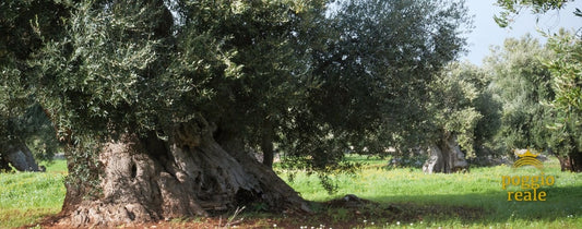 Extra Natives Bio Olivenöl aus Apulien  von Poggio Reale