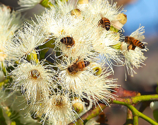 Eukalyptus-Baum-Blüten