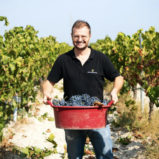 Bio Reben von Enotria